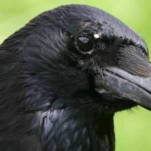 Pasărea este negru cu un cioc negru. Pasăre neagră cu cioc mare