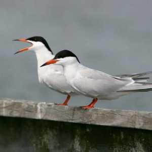 Bird the river tern: descriere, fotografie