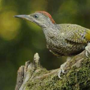 Bird cu cap roșu: numele. Descrierea păsărilor forestiere