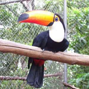 Bird tukan: habitat, fotografie și descriere