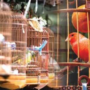 Piata de păsări din Samara este renumită pentru animalele sale