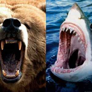 Lucrați pentru analist: cine este mai puternic - un rechin sau un urs