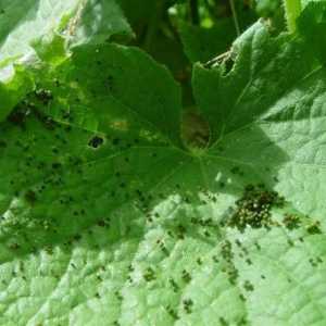 Bolile comune și dăunători de castraveți