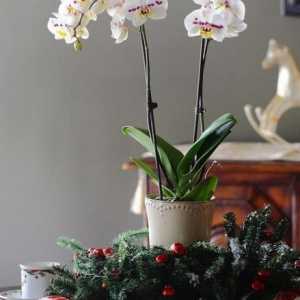 Vă spun cum să plantați o orhidee acasă. Diviziunea rizomilor, butașii și înrădăcinarea copiilor în…