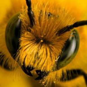 Spune-ți ce animal nu se teme de intepaturi de albine