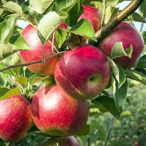 Distanta dintre mere atunci cand plantati cum sa determinati corect?