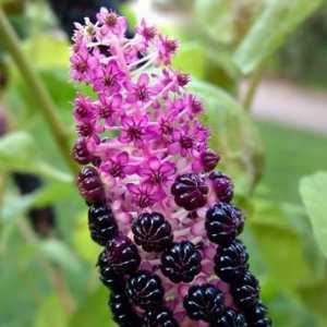 Plant phytolac: îngrijire și cultivare