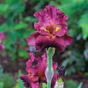 Planta Iris: caracteristică și descriere. Soiuri populare