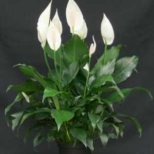 O plantă din tropice cu flori albe frumoase - `Fericirea feminină`. Grijă la…