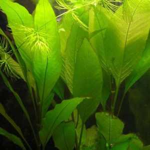 Plante Acvariu de Lemongrass: îngrijire și reproducere