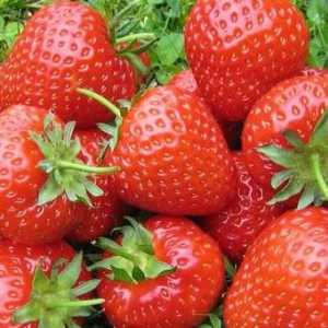 Reproducerea căpșunilor cu mustăți și semințe