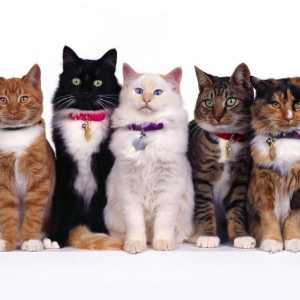 Tipuri de pisici: ce trebuie să știți despre animalele de companie