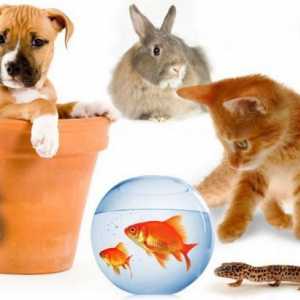 Animale diferite în engleză
