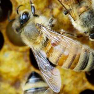 Creșterea albinelor pentru începători la domiciliu