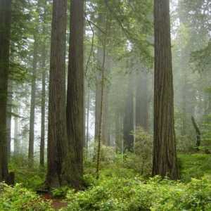 Redwood - Parcul Național (California, SUA)