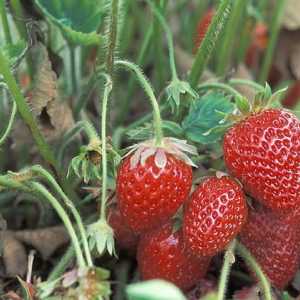 Recomandări pentru grădinari începători: cum să aibă grijă de căpșuni în toamnă