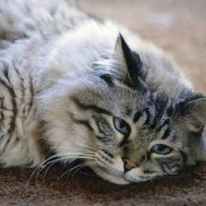`Renal Edvanded` (pentru pisici): mărturie, cerere, feedback de la proprietar