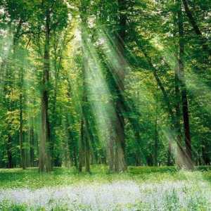 Rima la cuvântul "pădure" va prezenta multe miracole
