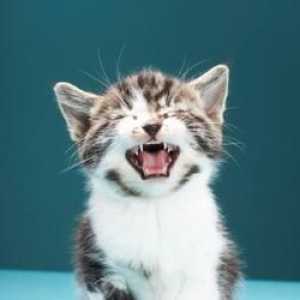 Rinotraheita la pisici - simptome, tratament și prevenire