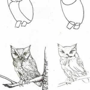 Desenați animalele în etape cu un creion. Cum să înveți cum să desenezi animalele în etape?