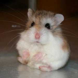 Robotovski hamster: îngrijire, conținut, natură, cost