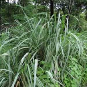 Genul de plante erbacee tropicale perene Cymbopogon și altele