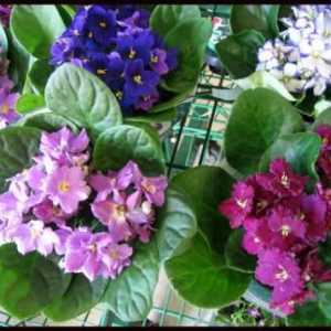 Locul nașterii violetelor de plante - munții Uzambar