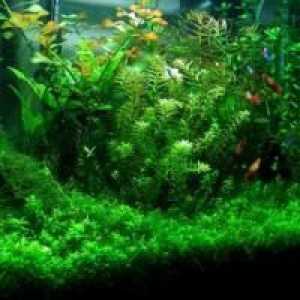 Hornwort în acvariu: îngrijire și condiții. Cum să plantezi într-un acvariu Cuban, roșu-stemmed,…