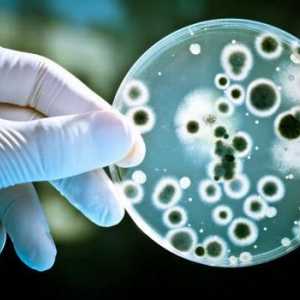Rolul bacteriilor în viața umană și în natură