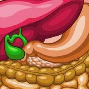 Rolul bilei în digestie. Descrieți funcția bilă în sistemul digestiv