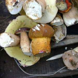 Klondike rusă, unde cresc ciupercile: Primorsky Krai
