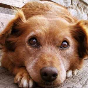 Royal Canin Gastro intestinale - hrană pentru o dietă specială