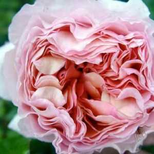 Rose Abraham Derby - o adevărată decorare a grădinii de flori
