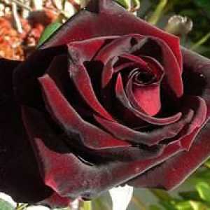 Rose Black Magic: descrierea soiurilor