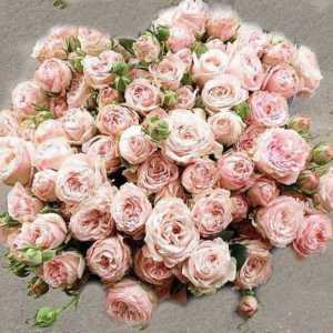 Rose `bombastik`: trandafiri olandezi