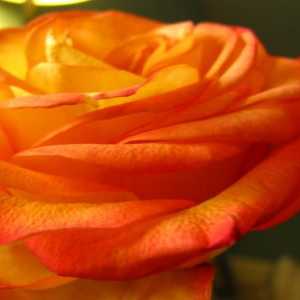 Роза Циркус: особенности сорта