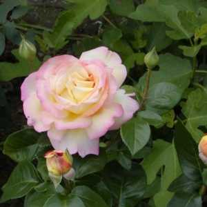 Ziua Rose Gloria: cea mai populară floare din istorie