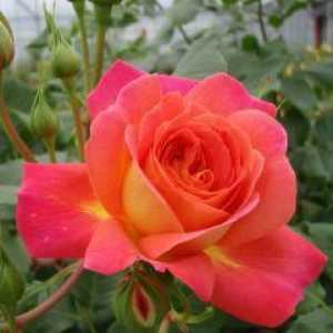 Rosa Midsummer - mandria florarului