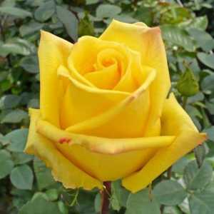 Rose Mohana - flori frumoase