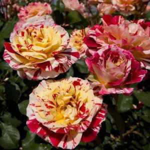 Rose (Rose Family Rosaceae): descriere, caracteristici și recenzii