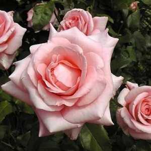 Rose Tom Tom: Descrierea varietății, plantarea și tăierea