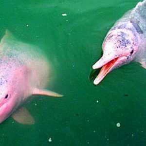 Delfinii roz - misterul naturii