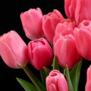 Lalele roz - delicate și rafinate flori
