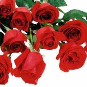Trandafirii sunt roșii - flori de regine