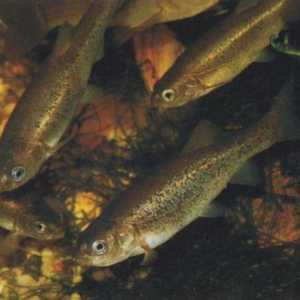 Peșteșcul comun (minnow-belladonna): descriere, distribuție