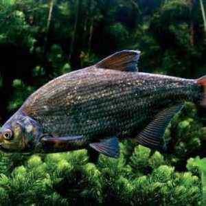 Pește și broască: asemănări și diferențe