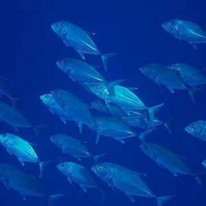 Fish karanchs: fapte și fotografii interesante