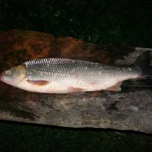 Pesti Kutum: habitate si pescuit