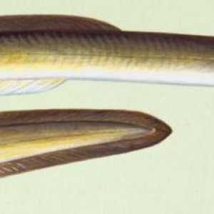 Peștii din anghilă: soiurile, originea și modul de viață
