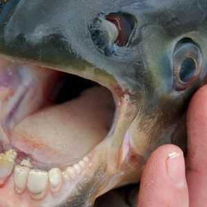 Pești cu dinți umani. Pesti neobisnuit al lumii - fotografie